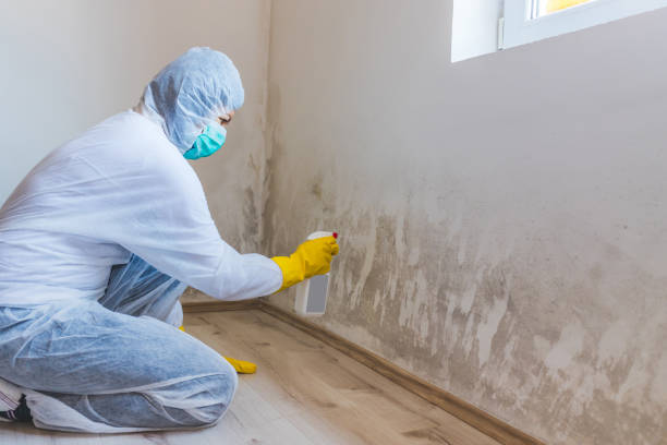 Licensed Basement Mold Remediation service in Fort Bragg, NC - WQB Mold Removal