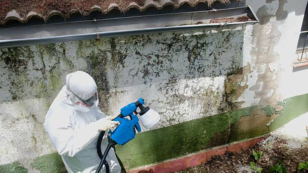 Top rated local Basement Mold Remediation specialists in Fort Bragg, NC